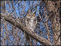 _8SB7334 great-horned owl female